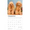 Poodles | 2026 12 x 24 Inch (Hanging) Monthly Square Wall Calendar | Plastic-Free